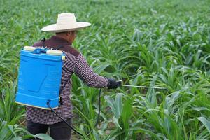 asiatisch Mann Farmer trägt Blau Sprühgerät auf zurück zu sprühen organisch Düngemittel im Mais Garten. Konzept, Landwirtschaft Beruf. nehmen Pflege und Behandlung nach wachsend Pflanzen zum das Beste Qualität. foto