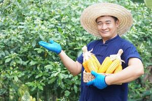 gut aussehend asiatisch Mann Farmer trägt Hut, Blau Hemd, hält Korb von Mais Schoten oder Mais im Garten, Gefühl zuversichtlich. Konzept, Landwirtschaft Beruf. wirtschaftlich Pflanzen im Thailand. thailändisch Bauer. foto