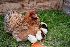 ein Henne mit ein Brut von Küken, ein Henne Fütterung es ist Nachwuchs, Hühner Laufen um es ist Mutter, ein gefiedert Haustier. foto