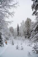 schneebedeckt dicht Fichte Wald. ein Mann Spaziergänge durch das Wald mit ein Schlauch Tasche. hoch mächtig Bäume sind bedeckt mit Schnee. ein Reise im das wild im Winter foto