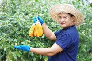 gut aussehend asiatisch Mann Farmer trägt Hut, Blau Hemd, hält Korb von Mais Schoten oder Mais im Garten, Gefühl zuversichtlich. Konzept, Landwirtschaft Beruf. wirtschaftlich Pflanzen im Thailand. thailändisch Bauer. foto