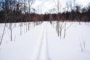 Ski Spuren im das Schnee, das Jäger Ski gefahren durch das Schnee, das Winter Straße im das Wald, wolkig Wetter, Frost kalt. foto