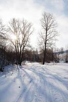 Wald Natur Winter das Sonne scheint durch das Wolken, Sonnenlicht, Schatten von das Bäume fallen auf das Schnee. kalt Wetter, Frühling hat kommen. foto