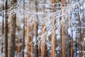 Frost auf ein Baum Ast. ein Nahansicht von Schnee Kristalle im das Wald ist gefangen. foto