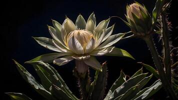 ai generiert das Reinheit von Natur gefangen im diese atemberaubend Bild von ein Weiß Blume einstellen gegen ein glatt schwarz Hintergrund. foto