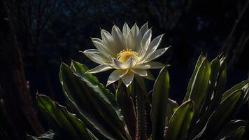 ai generiert das Kontrast von ein einsam Weiß Blume gegen das schattig Hintergrund von ein Kaktus schafft ein faszinierend Bild. foto