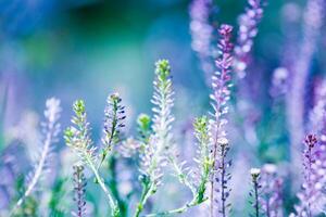 bunt Blumen im Frühling Hintergrund foto