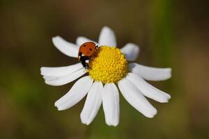 bunt Blumen im Frühling Hintergrund foto