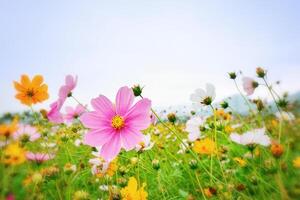 bunt Blumen im Frühling Hintergrund foto