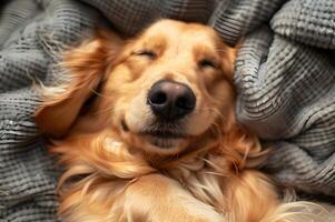 ai generiert Inhalt Eckzahn Komfort zufrieden Hund im Entspannung foto