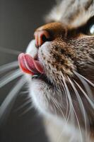 ai generiert katzenartig Geschmack Freude Nahansicht von ein Katze Lecken Lippen foto