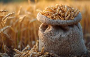 ai generiert Weizen Korn im Tasche auf Weizen Feld beim Sonnenuntergang foto