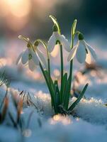 ai generiert Schneeglöckchen Blumen wachsend oben durch das Schnee im früh Frühling foto