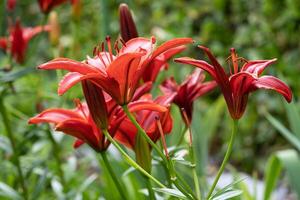 asiatisch Lilie, Lilium asiatisch foto