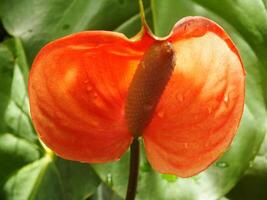 Haus Pflanze rot Anthurium im das Garten. Anthurium andraeanum. Blume Flamingo Blumen oder Anthurium andräanum symbolisieren Gastfreundschaft. foto