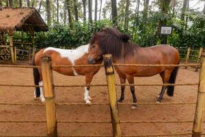 schön braun Pony hinter das Bambus Zaun auf das klein Bauernhof foto