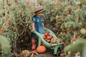 Mädchen Ernte Ernte von Gemüse und Früchte und setzt es im Garten Schubkarre. Herbst Konzept foto