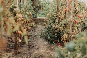 Plantage mit frisch Tomate. Reihen Tomate Pflanzen wachsend Innerhalb Gewächshaus. industriell Landwirtschaft foto