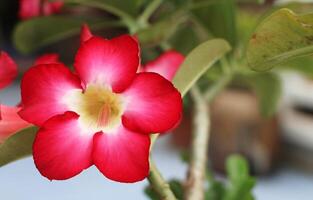 schön rot Adenium obesum im Garten. foto