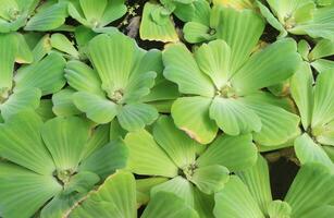 schließen oben von pistia Stratioten im Wasser. Grün natürlich Blatt. selektiv Fokus. oben Sicht. foto