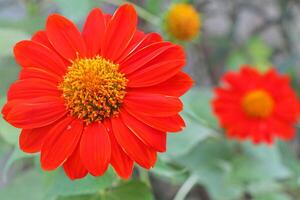 rot Mexikaner Sonnenblume im das Garten. Tithonia Diversifolia. foto