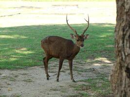 rot Hirsch Stehen im das Gras. foto