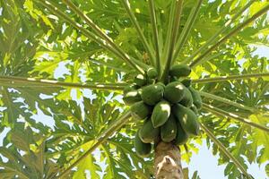 Papaya Baum auf Blau Himmel Hintergrund. foto