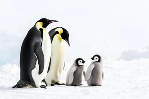 ai generiert Kaiser Pinguin Familie mit Küken auf Schnee, rein Weiß Hintergrund und Sonnenlicht foto