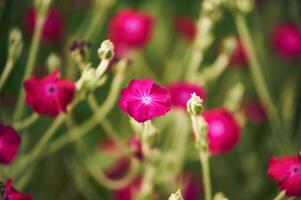 Rosa Wildblume blühen foto