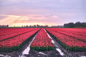 groß Feld mit rot Tulpen im das Niederlande foto