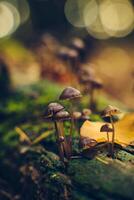 klein Pilze im Sonnenlicht im tief Wald foto