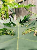 Grün Papaya Blätter im schließen oben Schuss foto