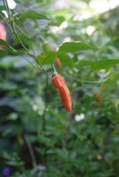 Cayenne Pfeffer ist ein Liebling Essen zum würzig Liebhaber foto