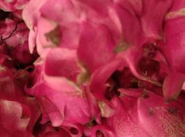 Natur Bild. tropisch Frucht, das Nahansicht Hintergrund von frisch Rosa Drachen Obst foto