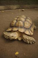 ein fotografieren von Schildkröte Schildkröte im das Zoo foto