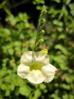 Ganges Primel oder Asystase Ganges Blumen hat gelblich Weiß Farbe. foto