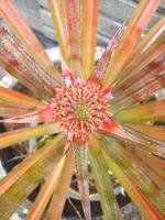 das Ananas Blume hat gewachsen zu bilden ein klein Ananas foto