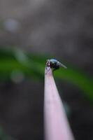 Makro Fotos von fliegen Insekten zum Illustration