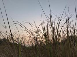 Gras mit Himmel Hintergrund im das Abend beim Sonnenuntergang foto