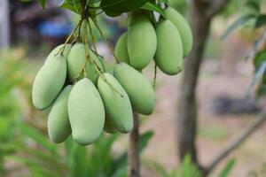 Mango Obst auf Baum im Obstgarten foto