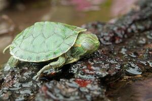 Brasilianer Schildkröte oder schwarzbauchig Schieberegler oder trachemys dorbigni foto