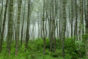 coban Talun Kiefer Wald, Malang, Indonesien foto