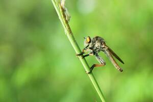 Räuber fliegt oder Asilidae ist thront auf das Ast von das Zweig im Busch Bereich foto