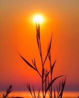 das Sonne ist Rahmen Über ein Feld von Gras foto