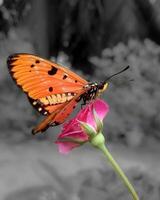 ein Schmetterling ist thront auf ein Rosa Blume foto