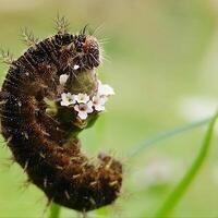 ein Raupe auf ein Blume mit etwas Weiß Blumen foto