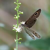 ein braun Schmetterling auf ein Blume Stengel foto