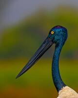 ein schließen oben von ein Vogel mit ein lange Schnabel foto