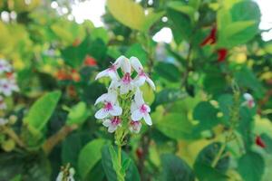 japanisch Jasmin oder Carruthers' falsches Gesicht Pseudoantheme Maculatum ist Blühen. foto