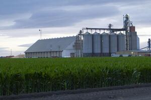 Davis, ca, 2013 - - Korn Silos und Mais Feld bedeckt Himmel foto